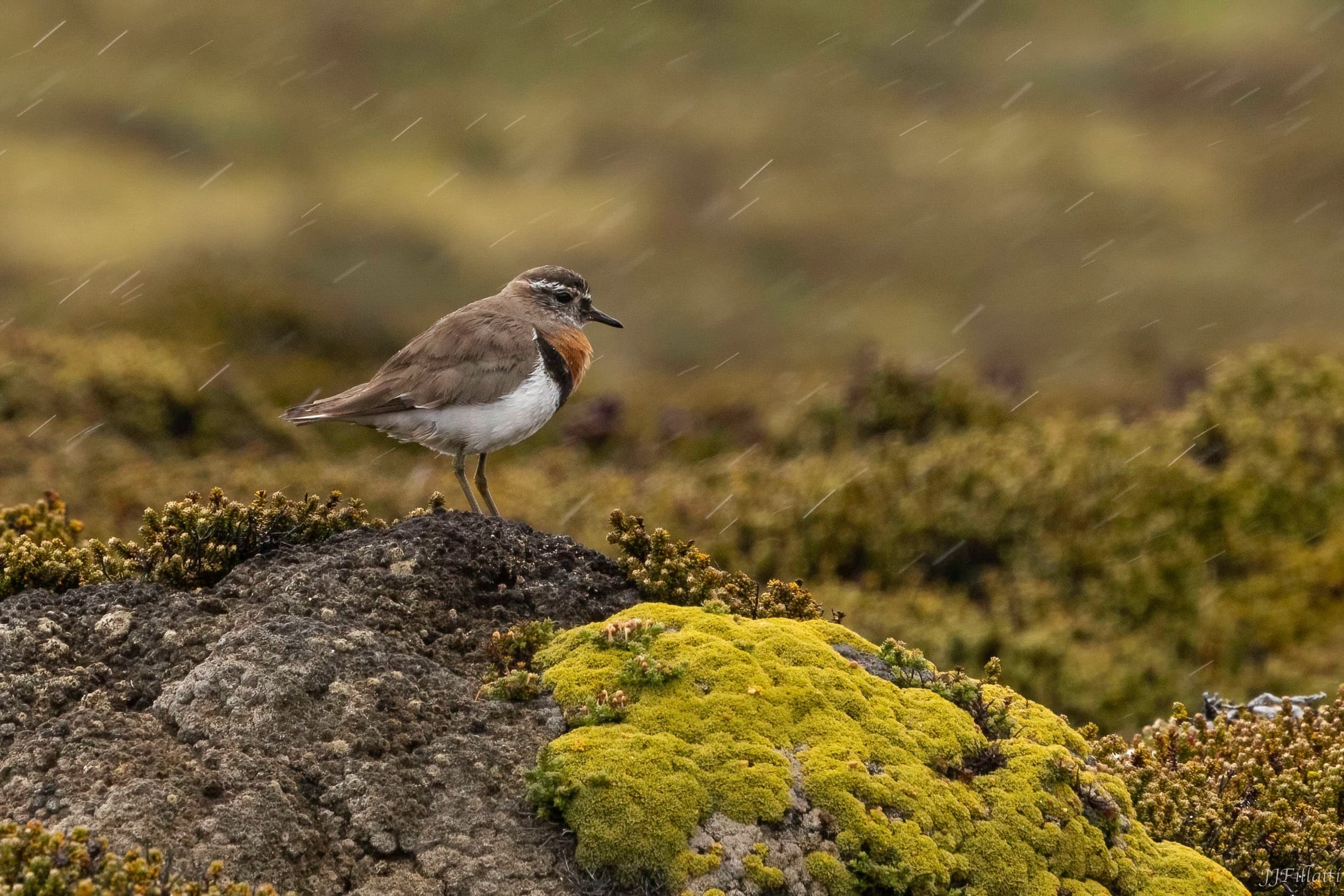 bird of the falklands image 109